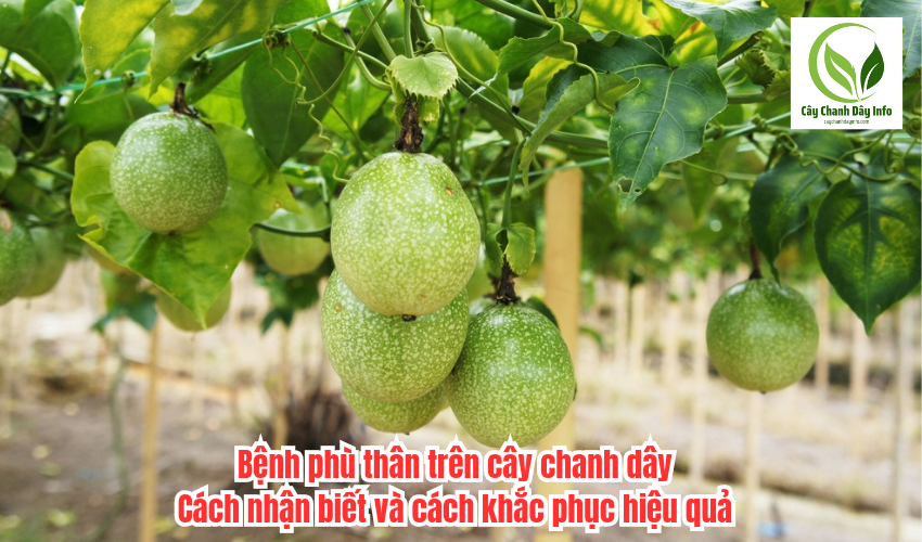 Bệnh phù thân trên cây chanh dây: Cách nhận biết và cách khắc phục hiệu quả