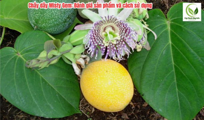 Chây dây Misty Gem: Đánh giá sản phẩm và cách sử dụng