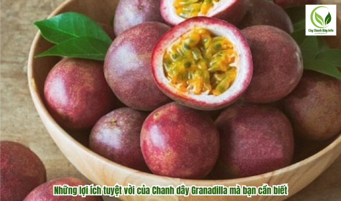 Những lợi ích tuyệt vời của Chanh dây Granadilla mà bạn cần biết