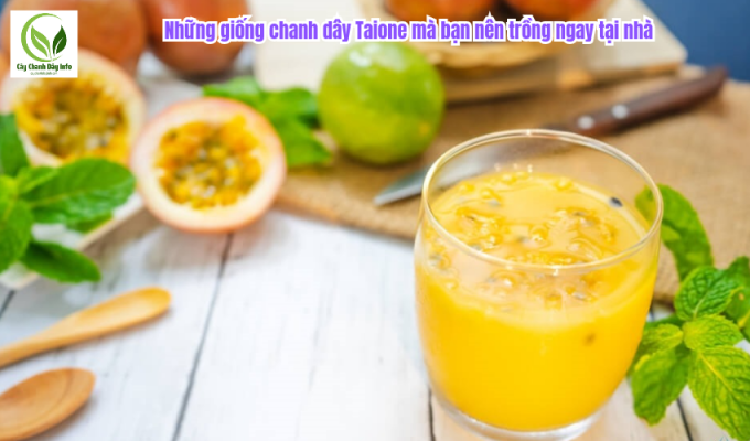 Những giống chanh dây Taione mà bạn nên trồng ngay tại nhà