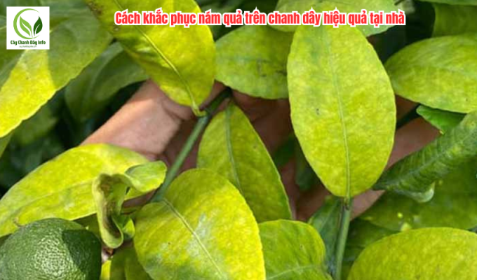 Cách khắc phục cây chanh dây bị vàng lá từ gốc lên ngọn