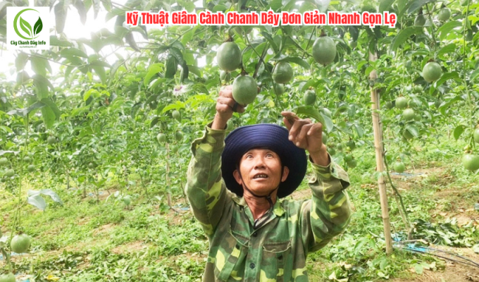 Kỹ Thuật Giâm Cành Chanh Dây Đơn Giản Nhanh Gọn Lẹ