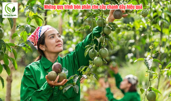 Những quy trình bón phân cho cây chanh dây hiệu quả