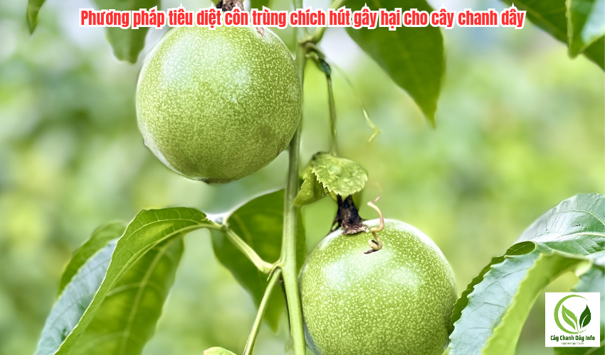 Phương pháp tiêu diệt côn trùng chích hút gây hại cho cây chanh dây